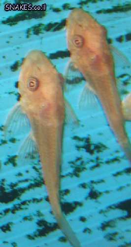 DSCF2045.JPG