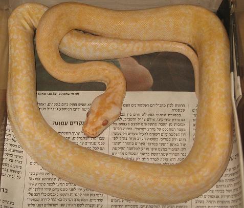 בורמזי גר אל.jpg