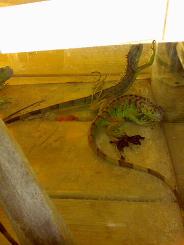 tiguana.jpg