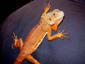 RedIguana.jpg