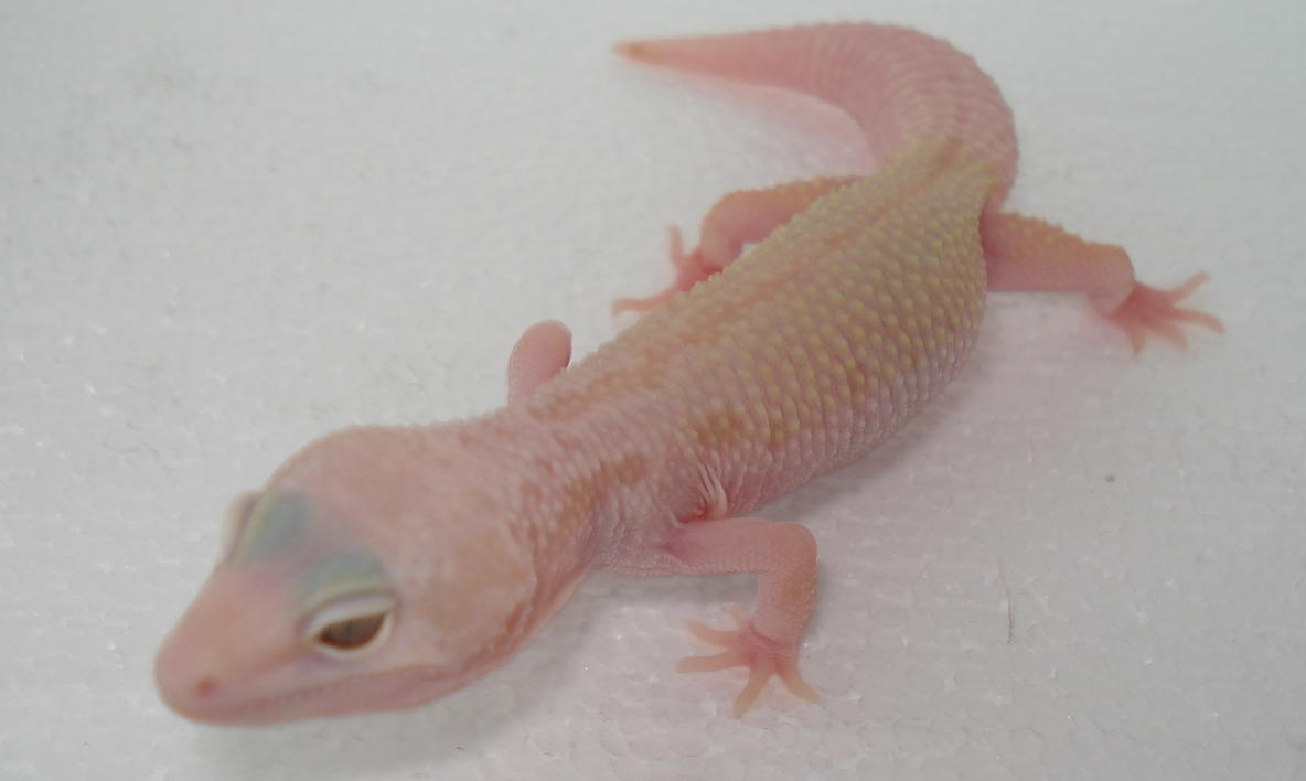 albino.jpg