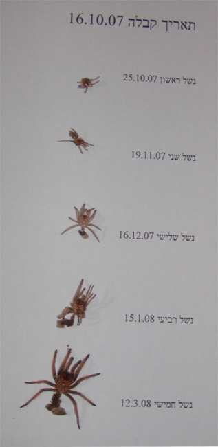 נשל3.jpg