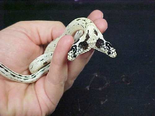 2_headed_kingsnake_jpg.jpg