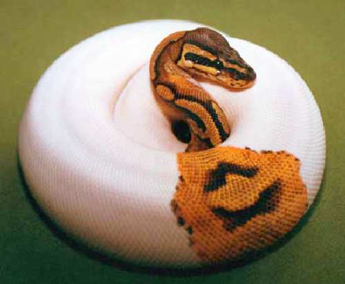 Piebald-Ballpython.jpg