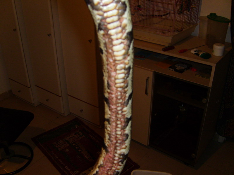 S7000752.JPG