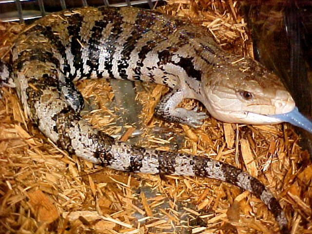 blue_tongue_skink.jpg