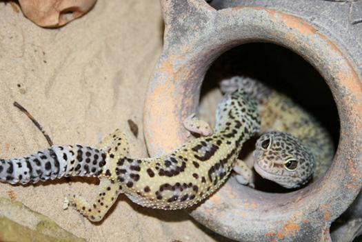 IMG_1815.JPG
