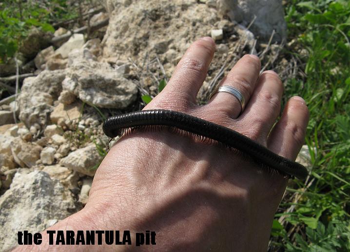 רב רגל שחור.JPG