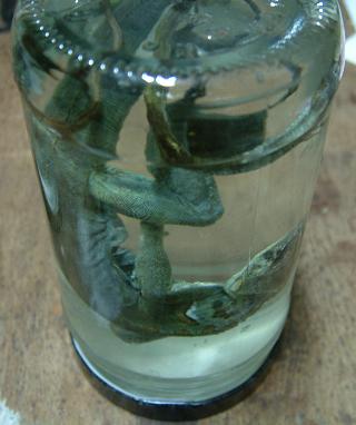 DSCF0008.JPG