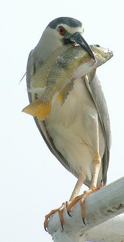 DSCF0023.JPG