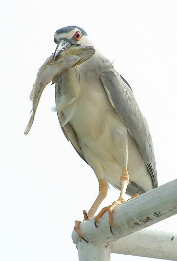DSCF0021.JPG