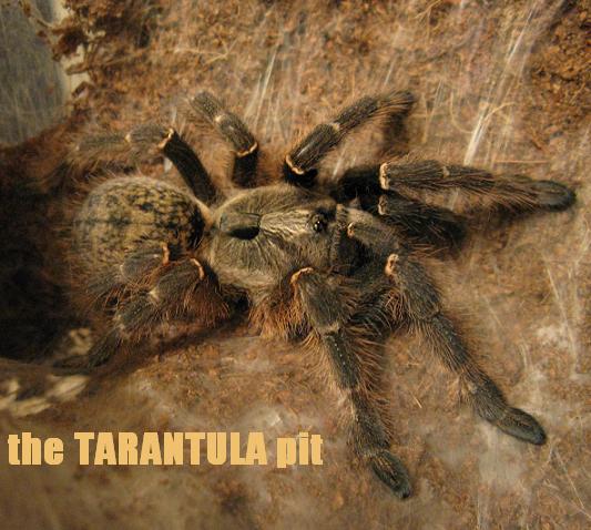 C. bechuanicus female.JPG