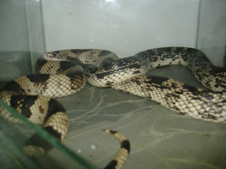 payen snake.JPG
