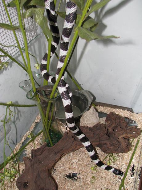 King snake2.JPG