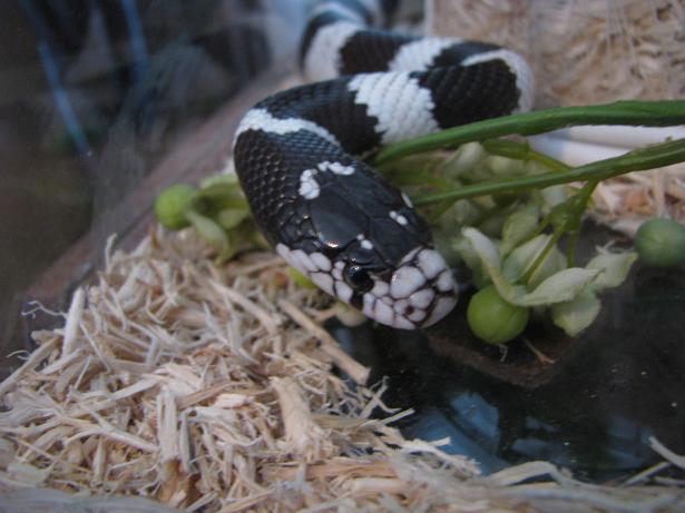 King snake1.JPG