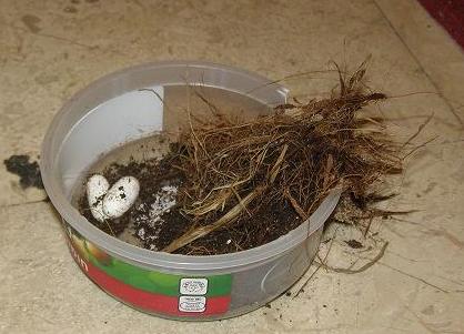 egg leo3.JPG