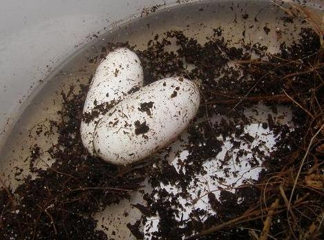 egg leo2.JPG