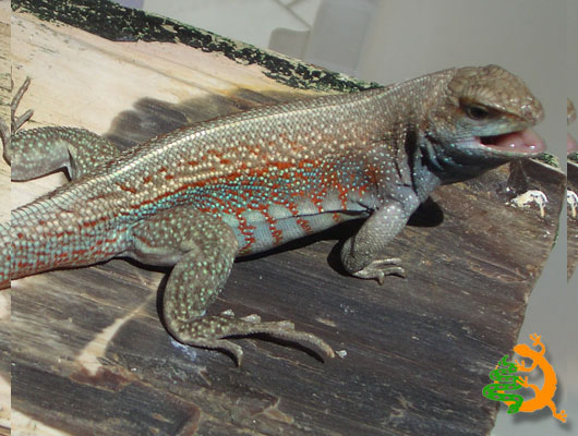 haitian-curly-tail-lizard.jpg