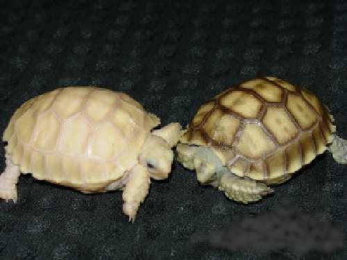Ivory%20and%20Reg%20Sulcata%20Tortoise.jpg