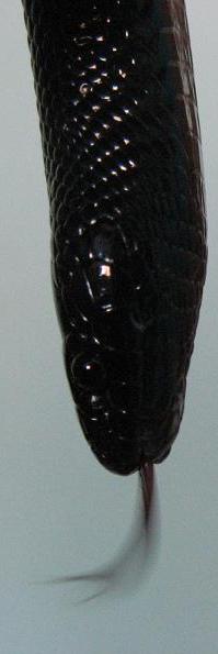 2961_1213371292_jpg_858.jpg