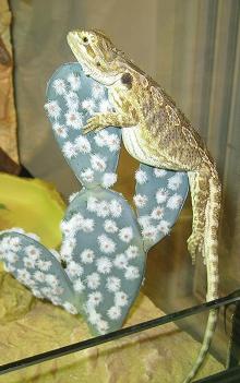 IMG_0620 forum.jpg