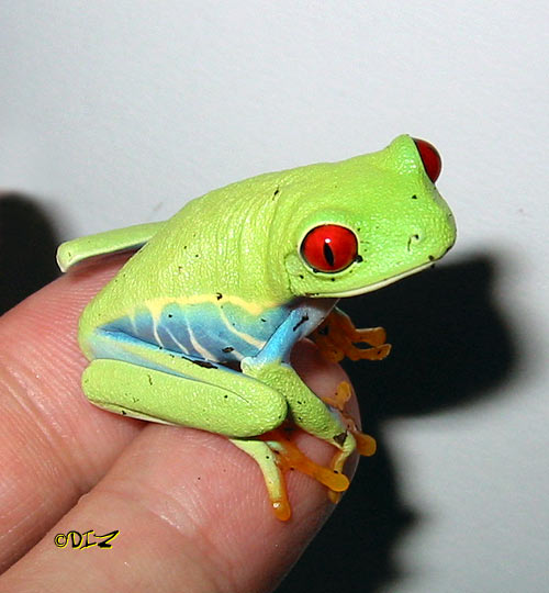 agalychnis_callidryas_7.jpg
