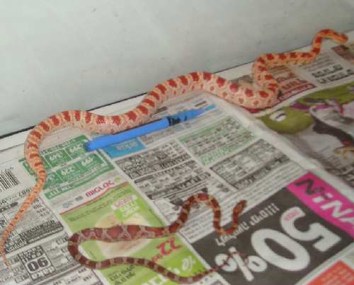 שניהם בטרריום.JPG