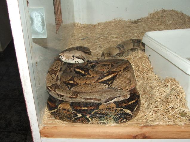 2boa.JPG