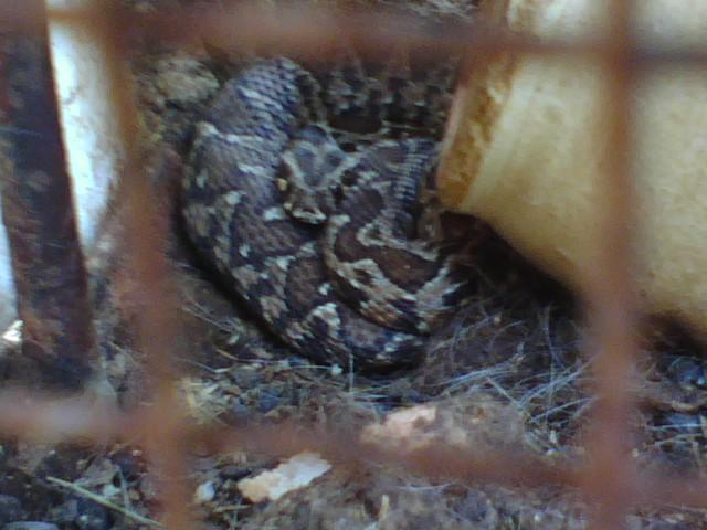 viper2.JPG