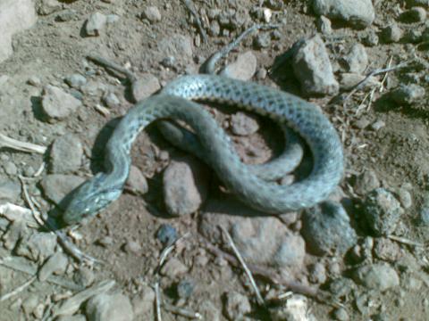 natrix.JPG