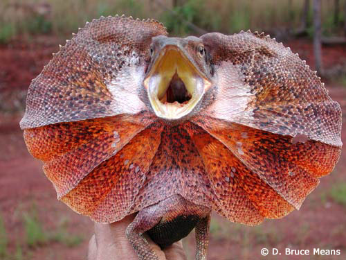 frilled-lizard500.jpg