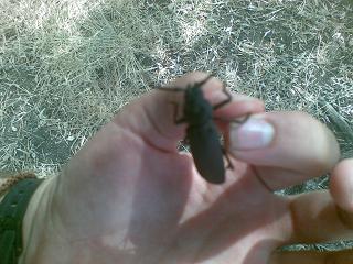 05082008(008).JPG