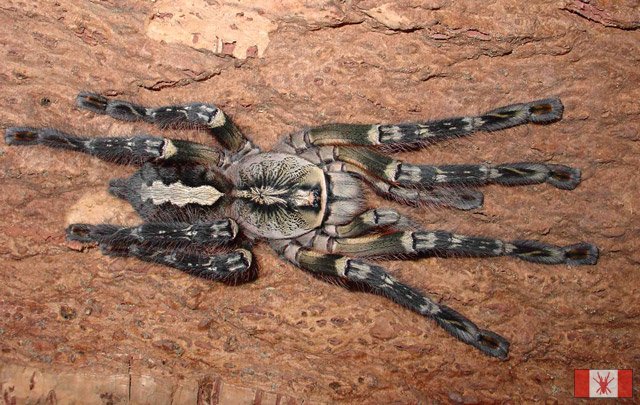 Poecilotheria Ornata.jpg