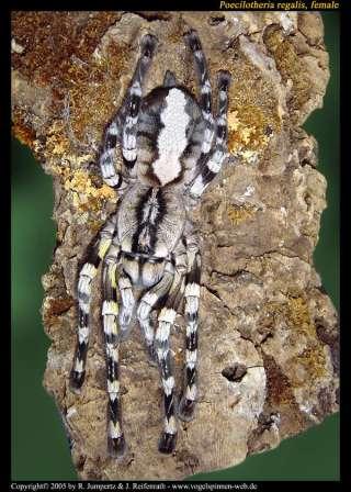 regalis02.jpg