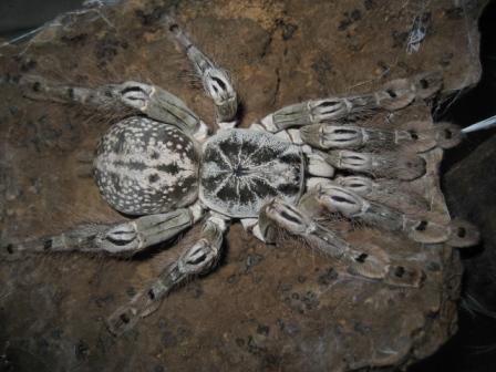 Heteroscodra%20maculata.jpg