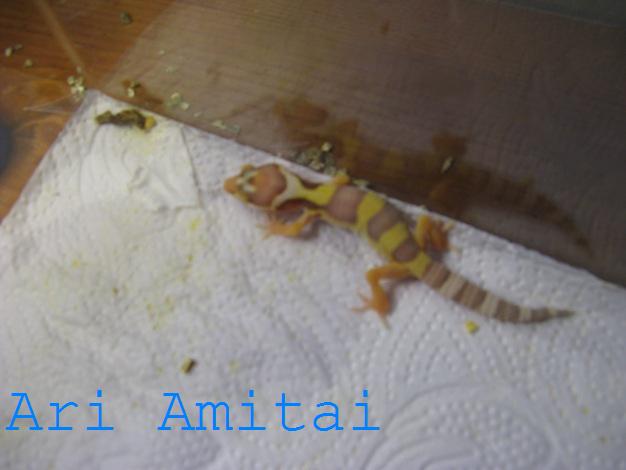 Albino Bell.jpg