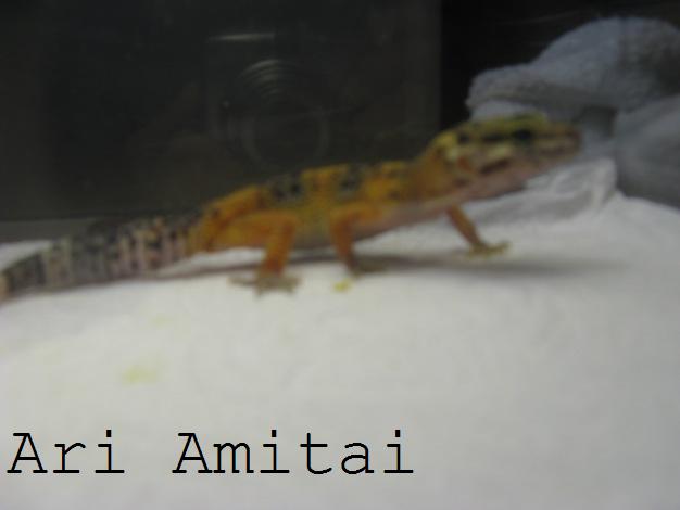 תמונה 012.jpg