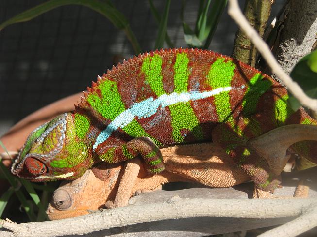 ambilobe mating.JPG