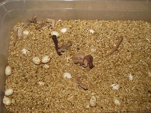 panther hatchlings still in incubator.JPG