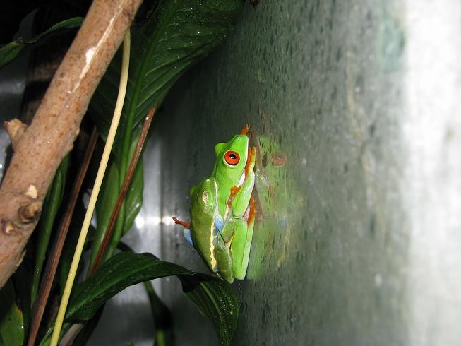 red eyed pair in amplexus.JPG
