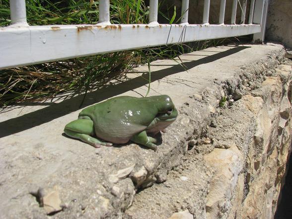 'white tree frog, the happy mother.JPG