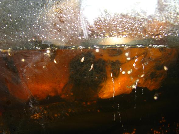 white's tree frog eggs showing developping embryos.JPG