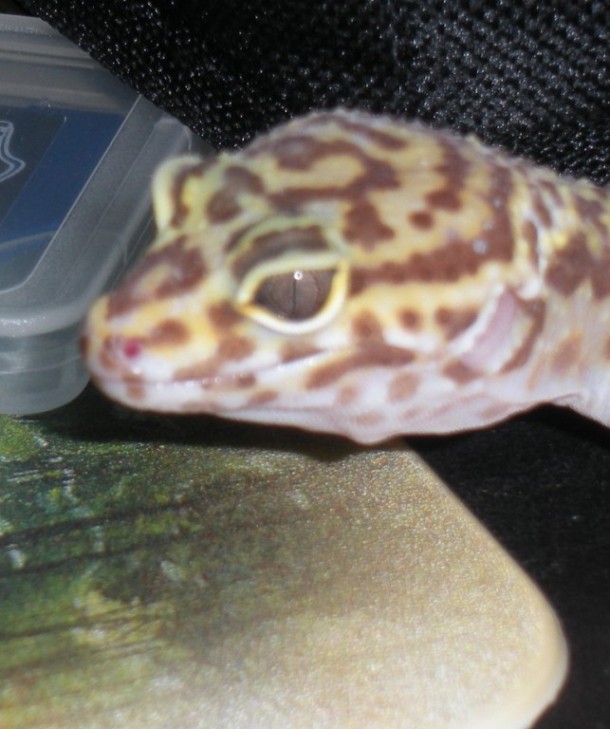 albu eye.jpg