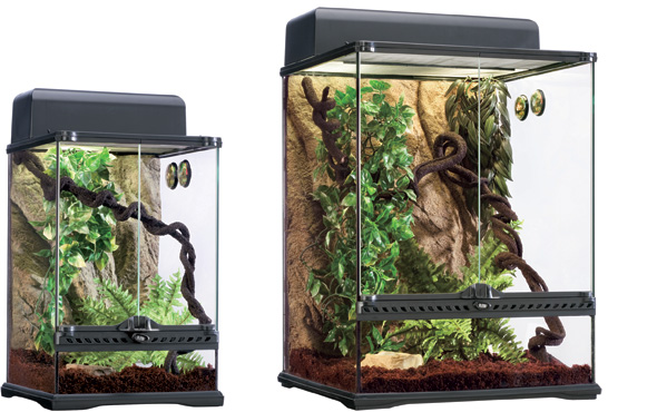 kits_rainforest_terr.jpg