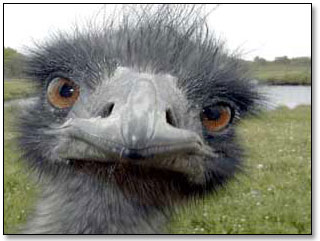 emu_animal.jpg