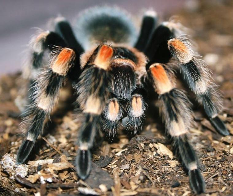 b. smithi4.JPG