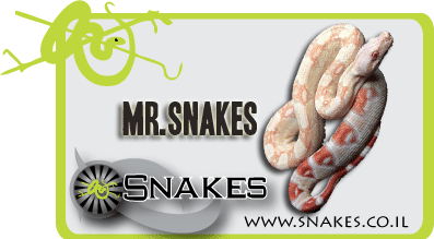 mr.snakes.gif
