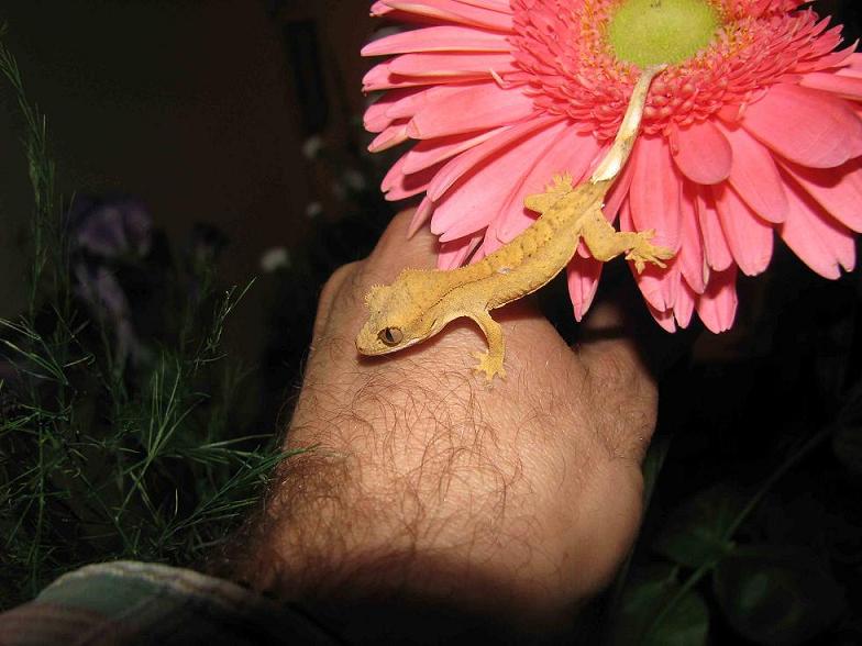 crested on hand.jpg