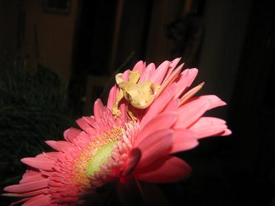 baby crested  on flower.JPG