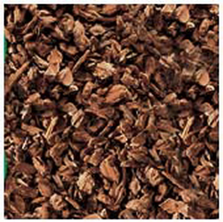 forest_bark_1.jpg